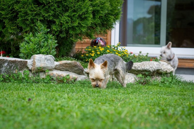 Bien connaître les dangers pour un chien dans la maison pour le protéger