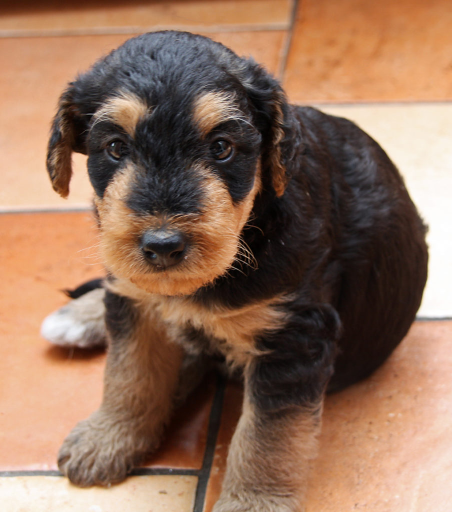Airedale Terrier, Airedale Terrier