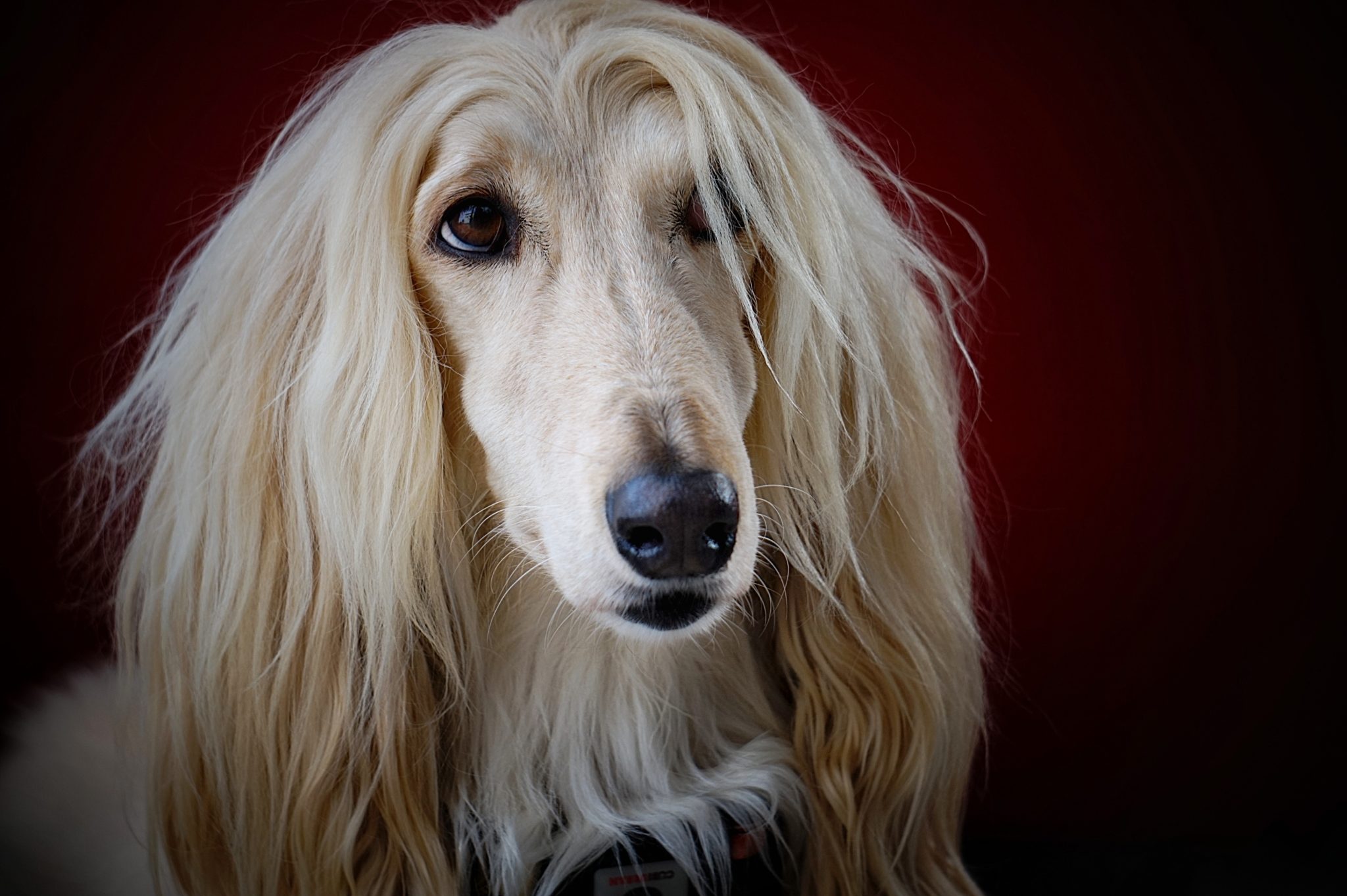 Afghan Hound / Lévrier Afghan - Zanimalia