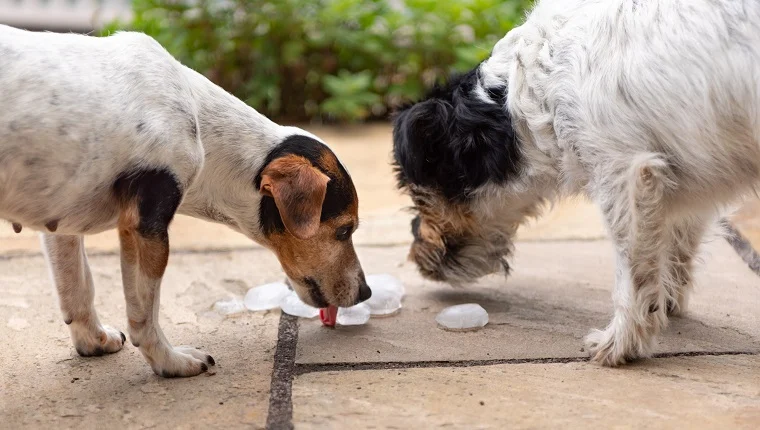 chiens,glace,glaçons, Les chiens peuvent-ils manger de la glace? Les glaçons sont-ils sans danger pour les chiens?