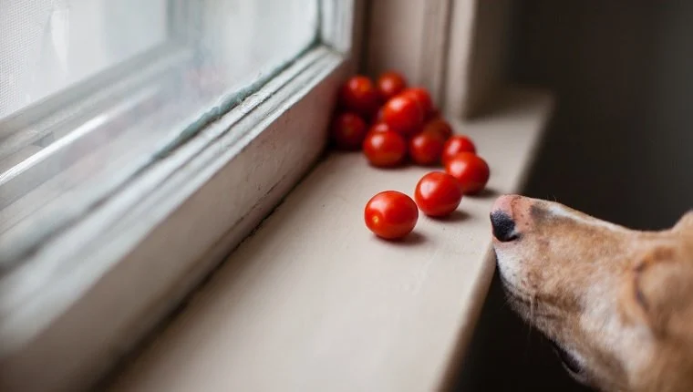 chiens,tomates, Les chiens peuvent-ils manger des tomates ? Les tomates sont-elles bonnes pour les chiens ?
