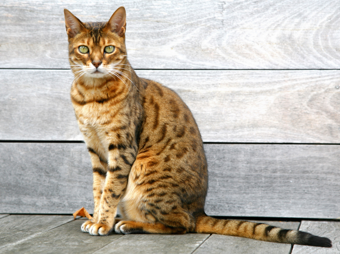 chat, Les 10 races de chats préférées des français
