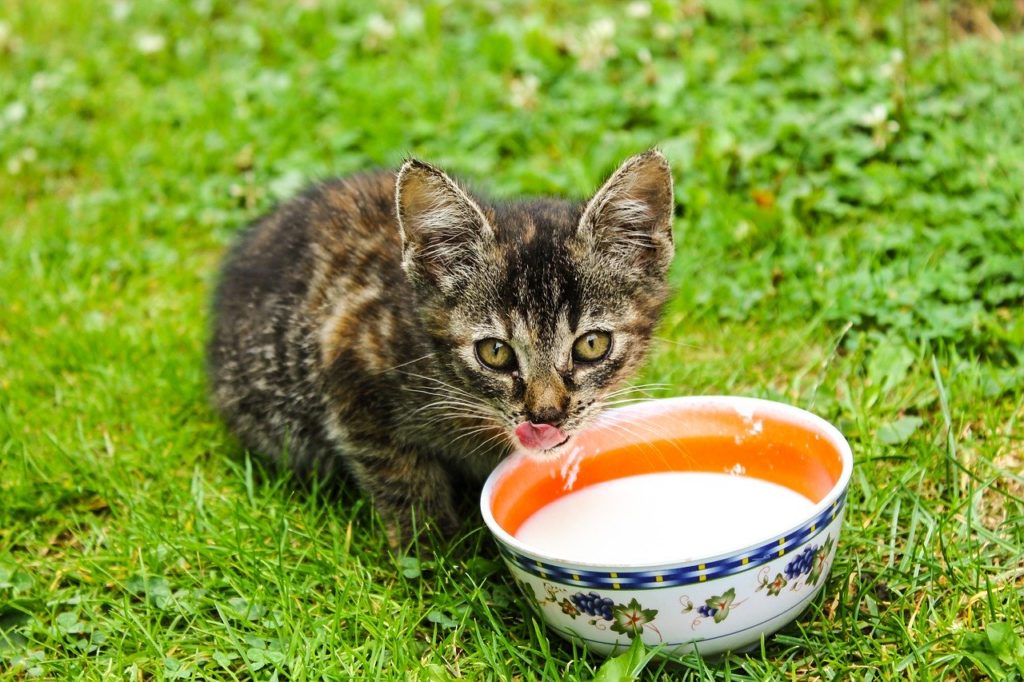 chats,lait, Les chats peuvent-ils boire du lait ? Le lait est-il bon pour le chat ?