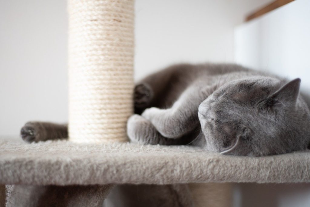 chat raye les meubles, Comment éviter qu&#8217;un chat raye les meubles ?