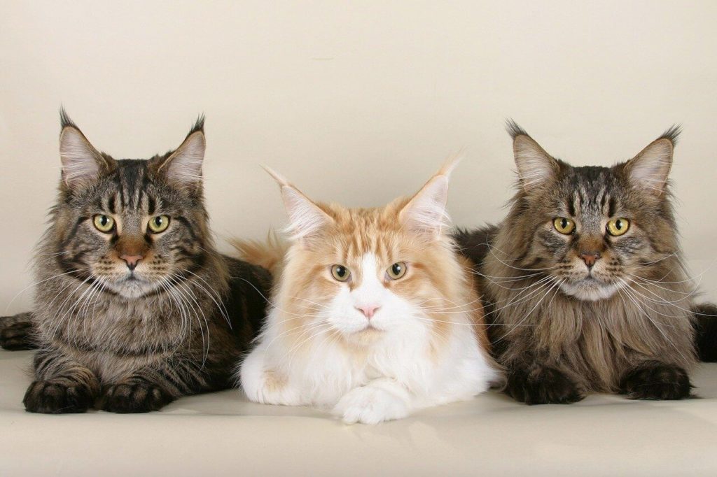 Maine Coon, Maine Coon