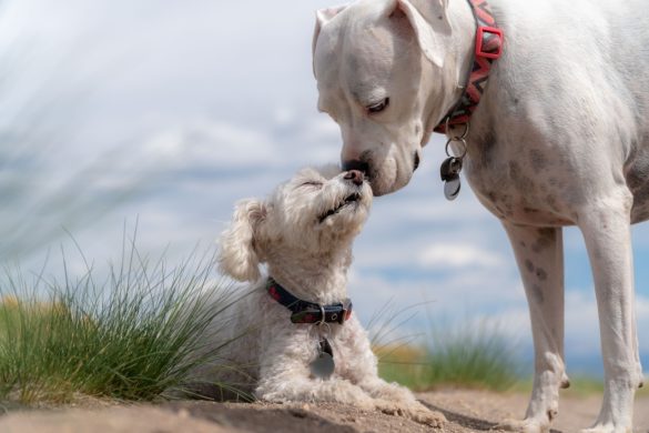 Mon Chien Boit Beaucoup Et A Toujours Faim Chien qui boit beaucoup : causes et comment réagir