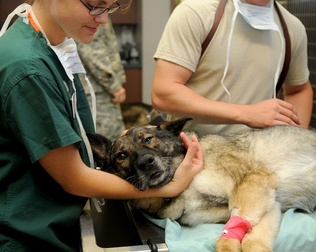 tiques, Contrôle des tiques pour les chiens: traitements, prévention