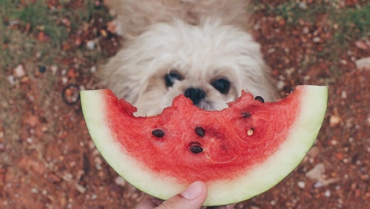 Les chiens peuvent-ils manger de la pastèque?, Les chiens peuvent-ils manger de la pastèque? La pastèque est-elle bonne pour les chiens?