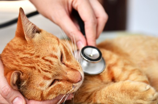 calicivirus du chat, Calicivirus du chat : symptômes, causes et traitements