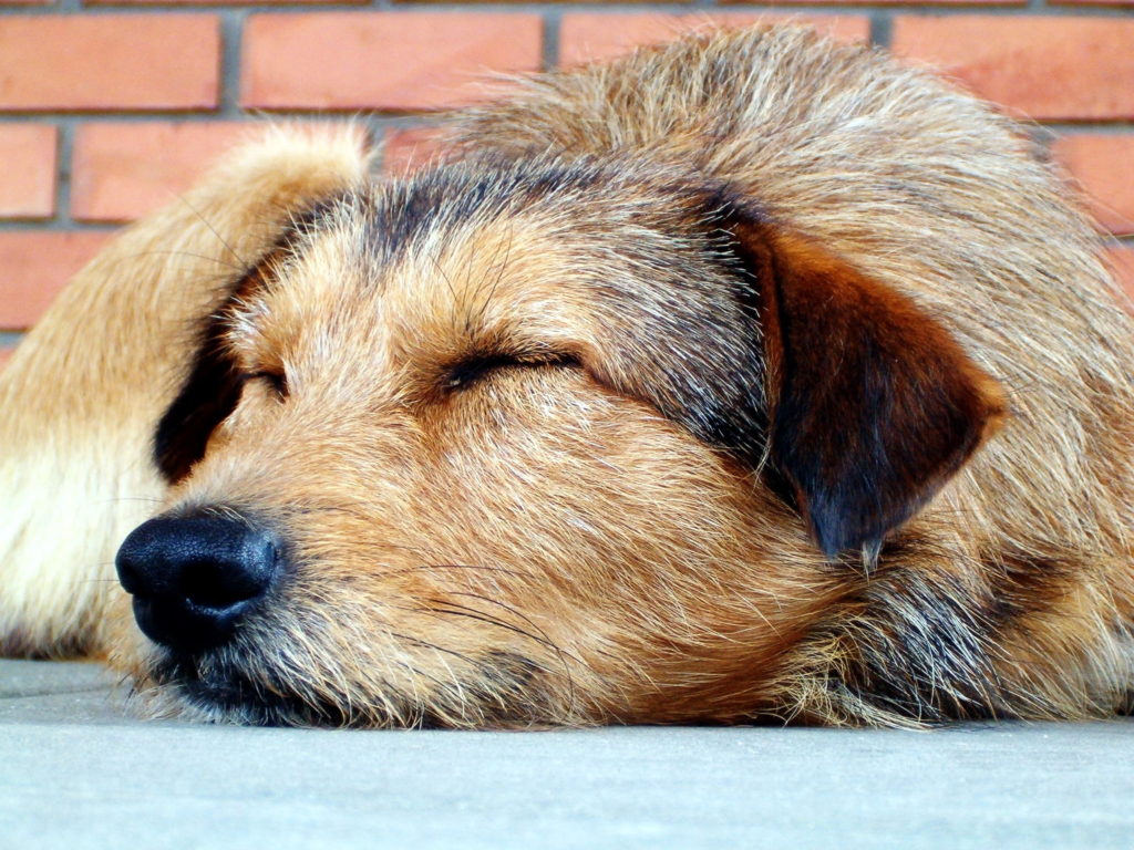 leishmaniose chez le chien, Leishmaniose chez le chien: symptômes, causes et traitements