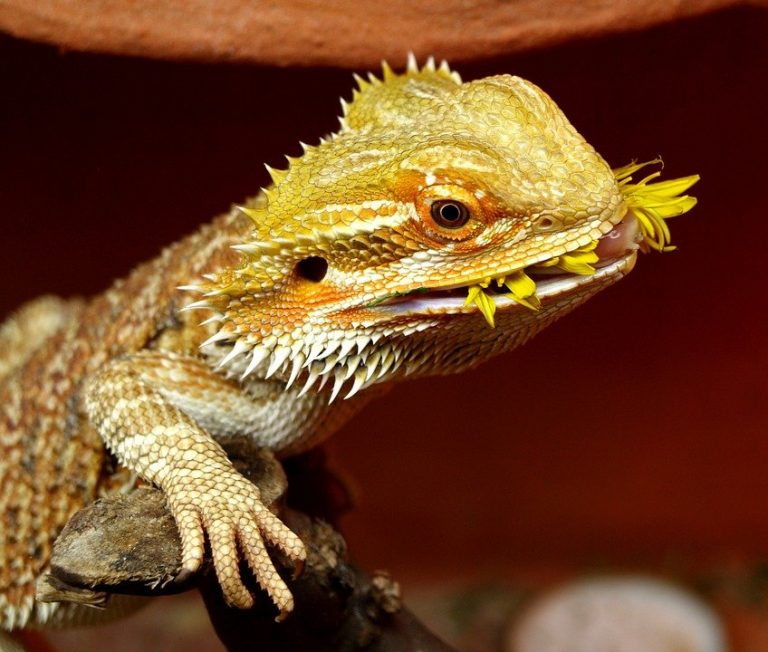 Caractère, durée de vie, alimentation adoptez le pogona Zanimalia