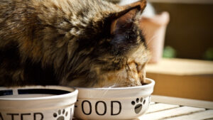 L'alimentation de votre chat doit répondre exactement à ses besoins