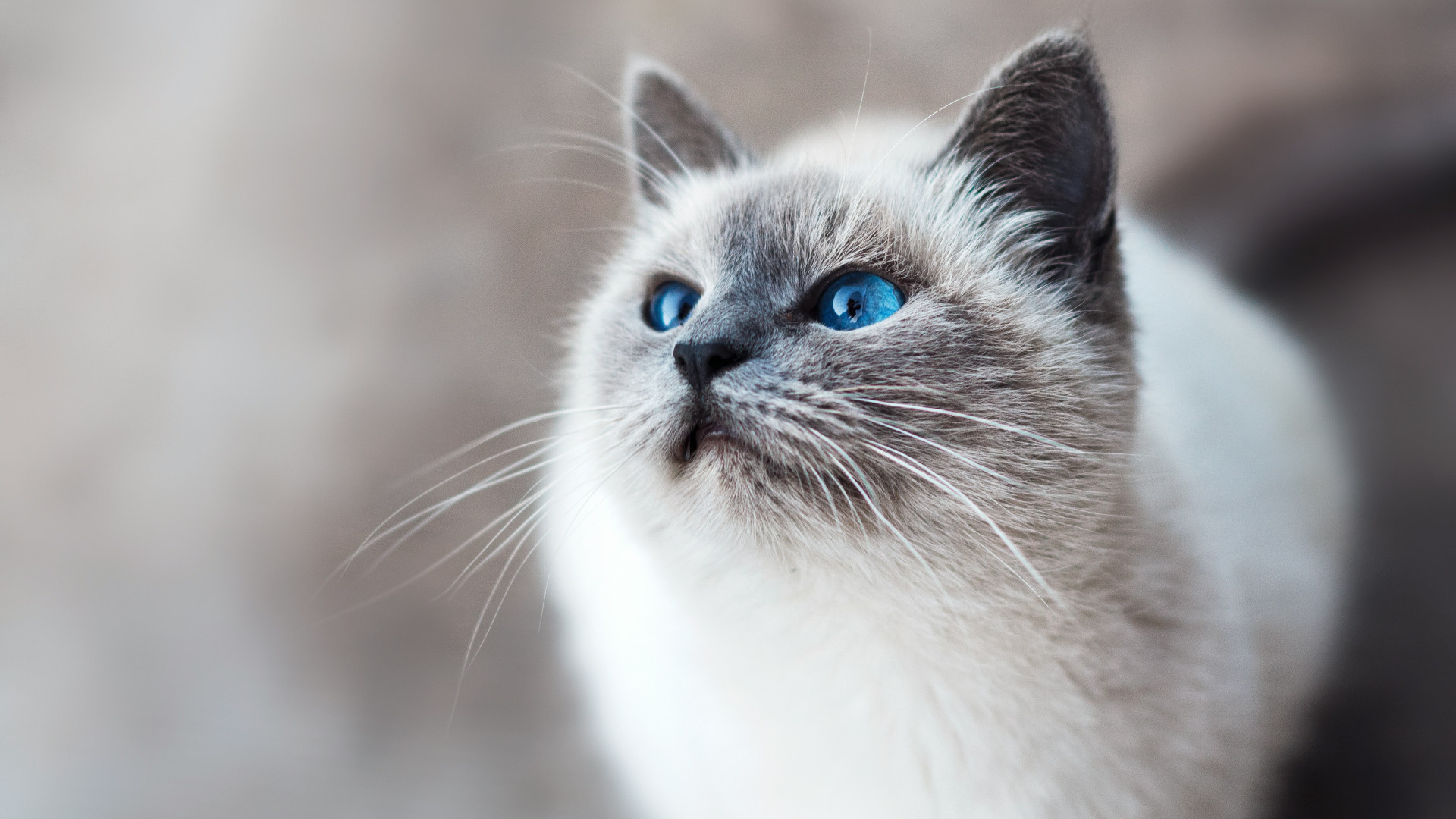 Les 10 meilleures races de chats pour les familles