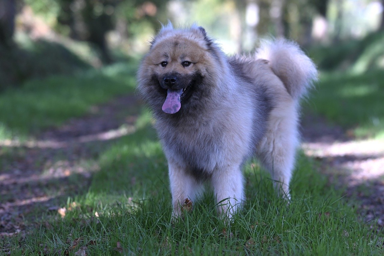 Piqûres de chenilles processionnaires : quels risques pour votre chien ?