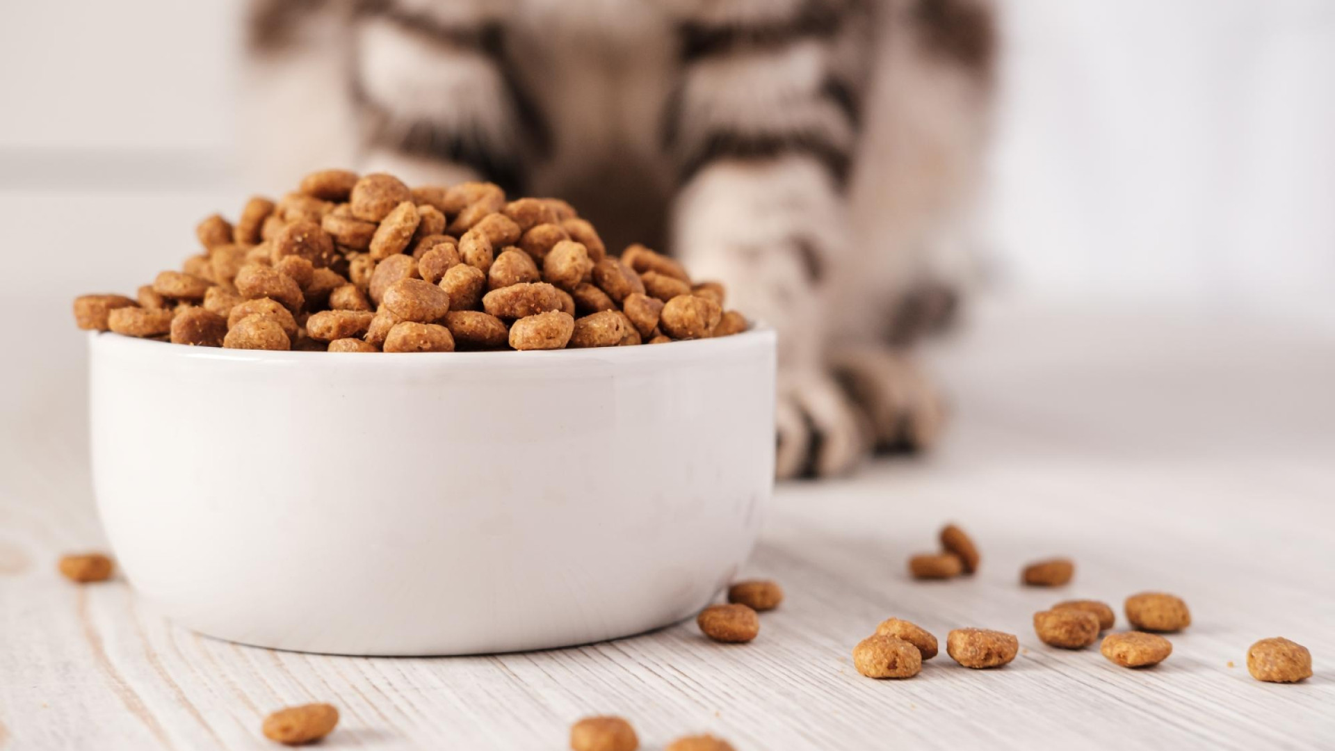 Pourquoi la qualité des croquettes est essentielle pour la santé de votre chat ?