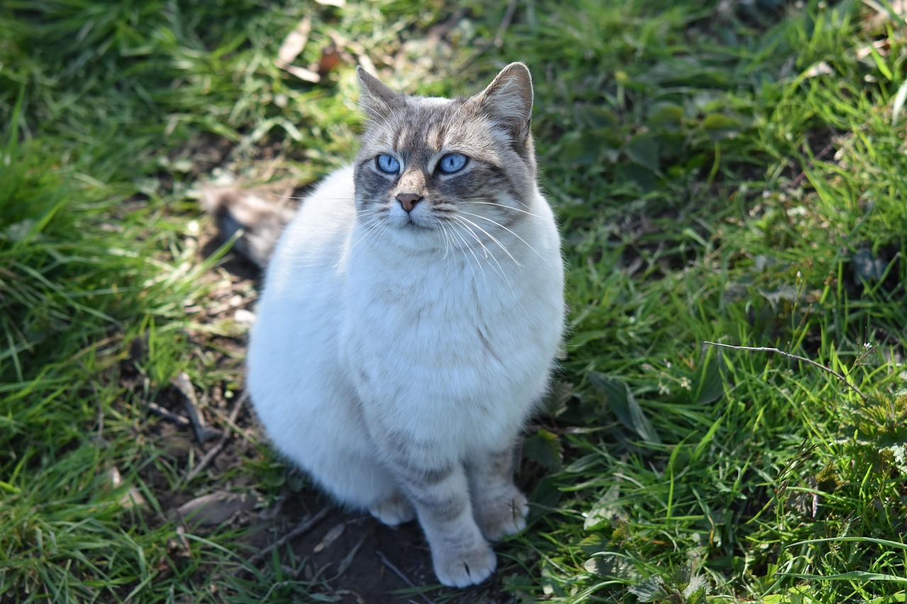 gamelle pour chat