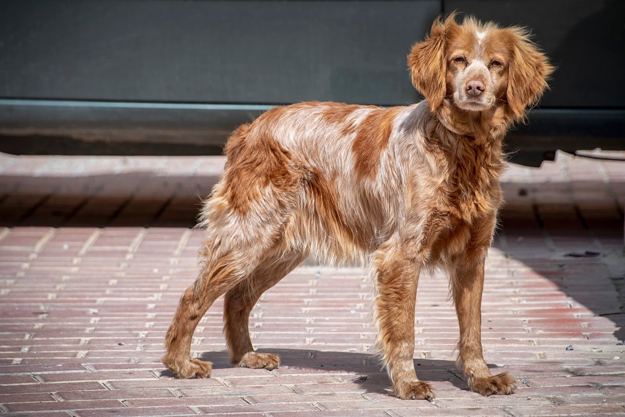 Comment se comporte un chien qui a mal au ventre ?