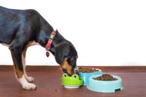 Croquettes Bio Chien