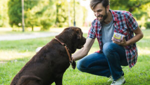 Éducation positive : les meilleures méthodes pour former votre chien avec bienveillance