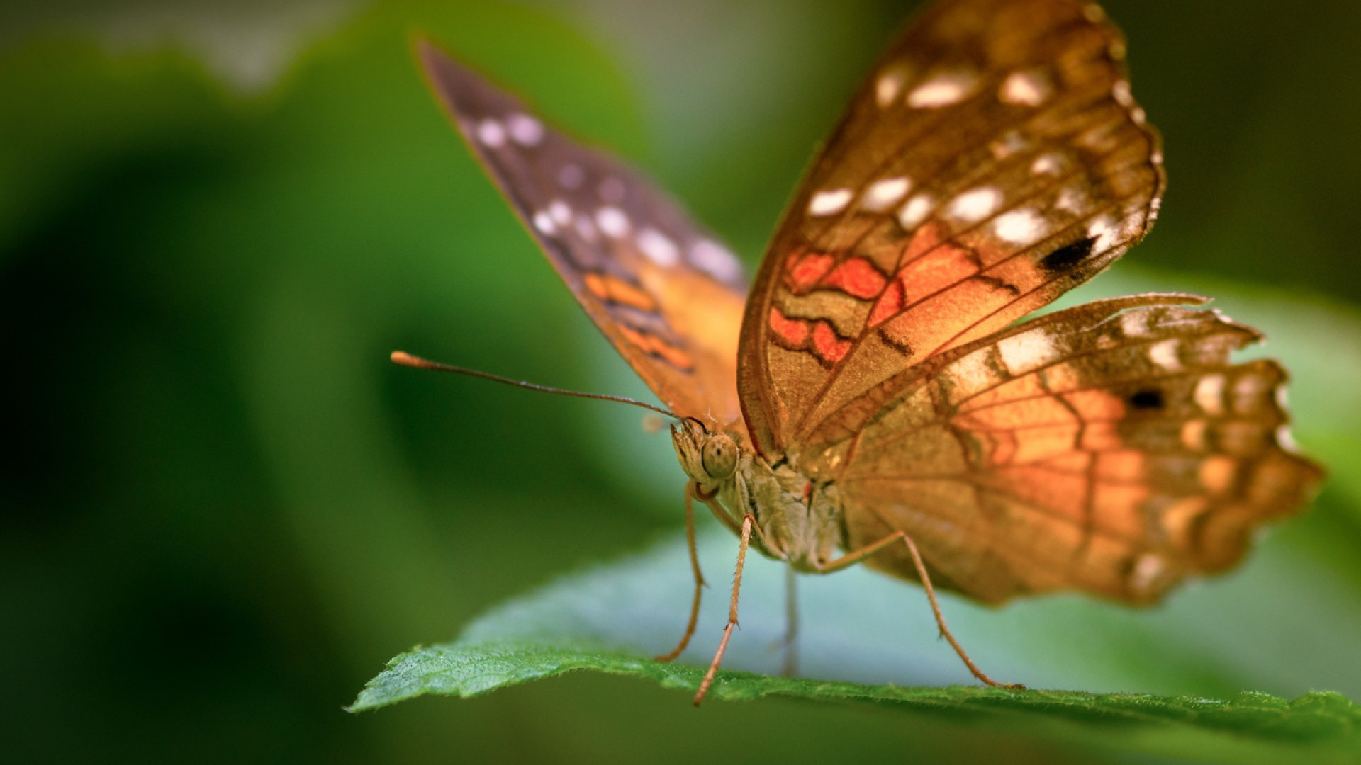 Sur les traces du cycle de vie du papillon : immersion dans une serre tropicale