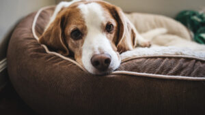 Améliorer la qualité de vie de votre chien grâce à un lit orthopédique