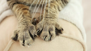 Comment protéger son canapé des griffures de chat ?
