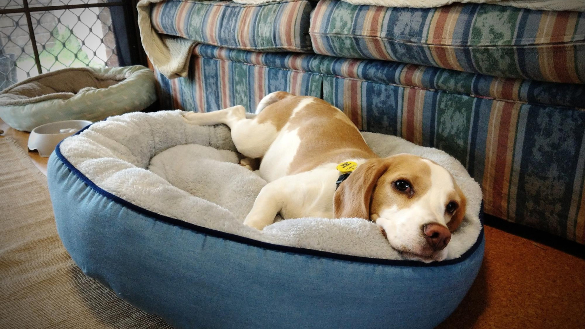 Les conseils pour choisir un lit confortable pour votre chien