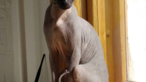 Comment prendre soin d’un chat sans poils