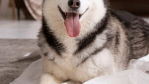 Quelles solutions pour la garde de vos animaux ?