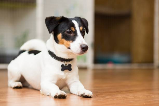 , Collier pour chien réglable : comment trouver le bon ajustement ?