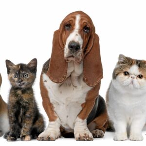 Alimentation_premium_:_bien_être_et_santé_des_chiens_et_chats_