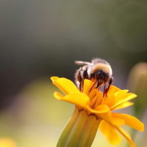 Apprenez_la_différence_entre_les_abeilles,_les_guêpes_et_les_guêpes_jaunes_