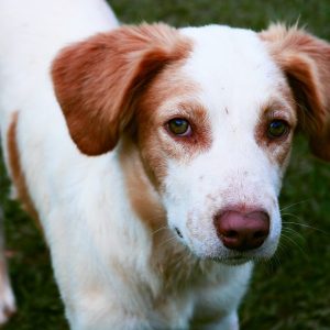 , Zanimalia