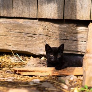 , Zanimalia