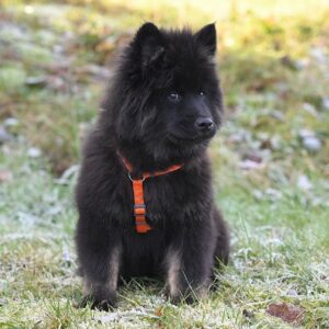, Zanimalia