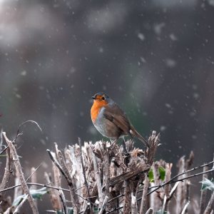 Oiseaux_d_hiver_:_Des_moyens_surprenants_d_aider_les_oiseaux_locaux_pendant_l_hiver
