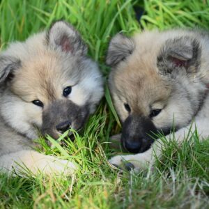 , Zanimalia