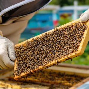 quand traiter contre le varroa